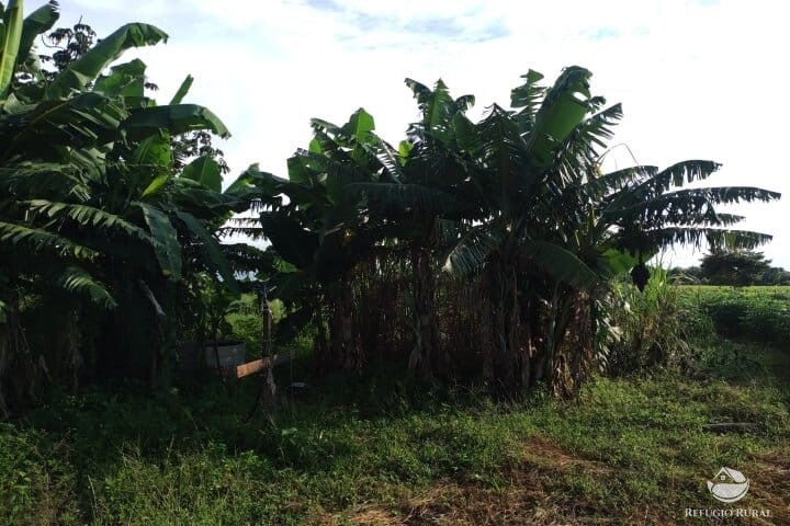 Fazenda à venda com 2 quartos, 16m² - Foto 36