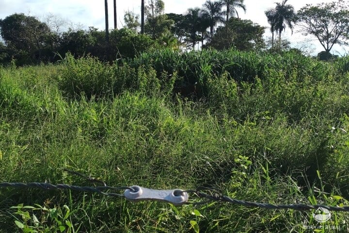 Fazenda à venda com 2 quartos, 16m² - Foto 49