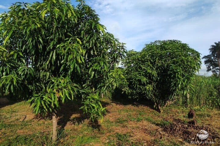 Fazenda à venda com 2 quartos, 16m² - Foto 38