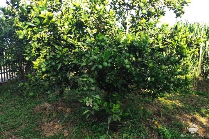 Fazenda à venda com 2 quartos, 16m² - Foto 40