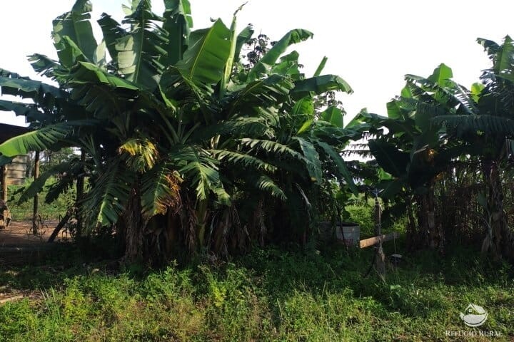 Fazenda à venda com 2 quartos, 16m² - Foto 30