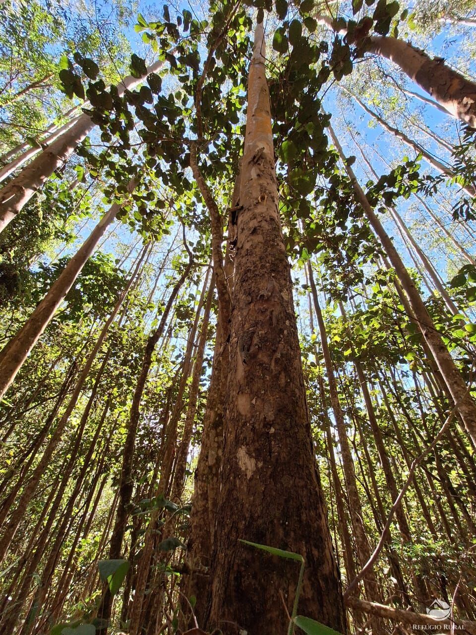 Fazenda à venda com 1 quarto, 202500m² - Foto 3