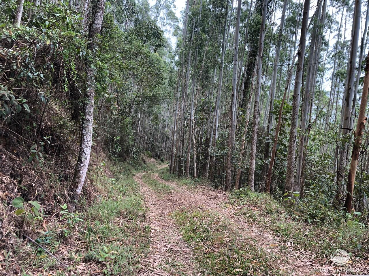 Fazenda à venda com 1 quarto, 202500m² - Foto 12