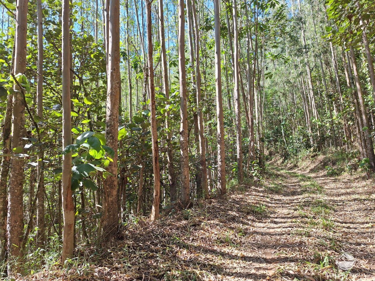 Fazenda à venda com 1 quarto, 202500m² - Foto 17