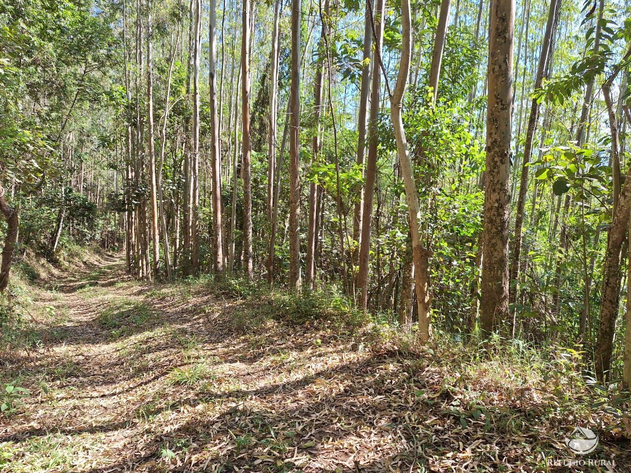 Fazenda à venda com 1 quarto, 202500m² - Foto 18