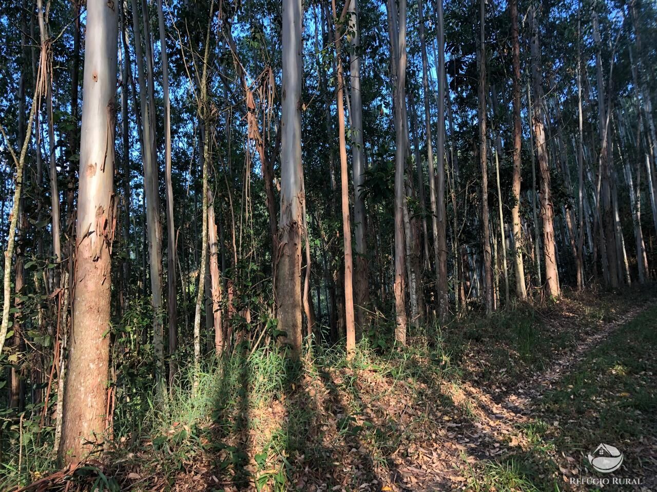 Fazenda à venda com 1 quarto, 202500m² - Foto 6