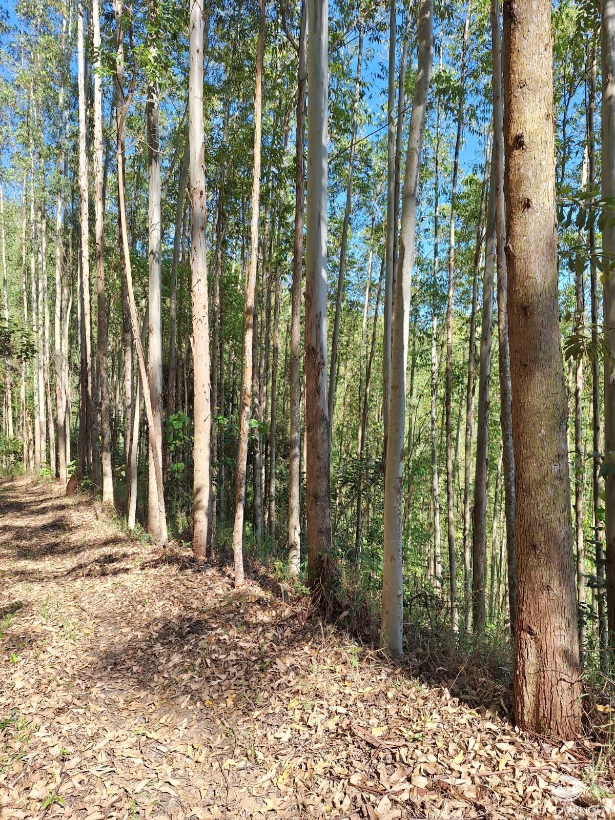 Fazenda à venda com 1 quarto, 202500m² - Foto 25