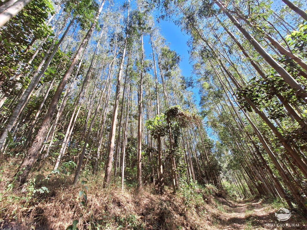 Fazenda à venda com 1 quarto, 202500m² - Foto 19