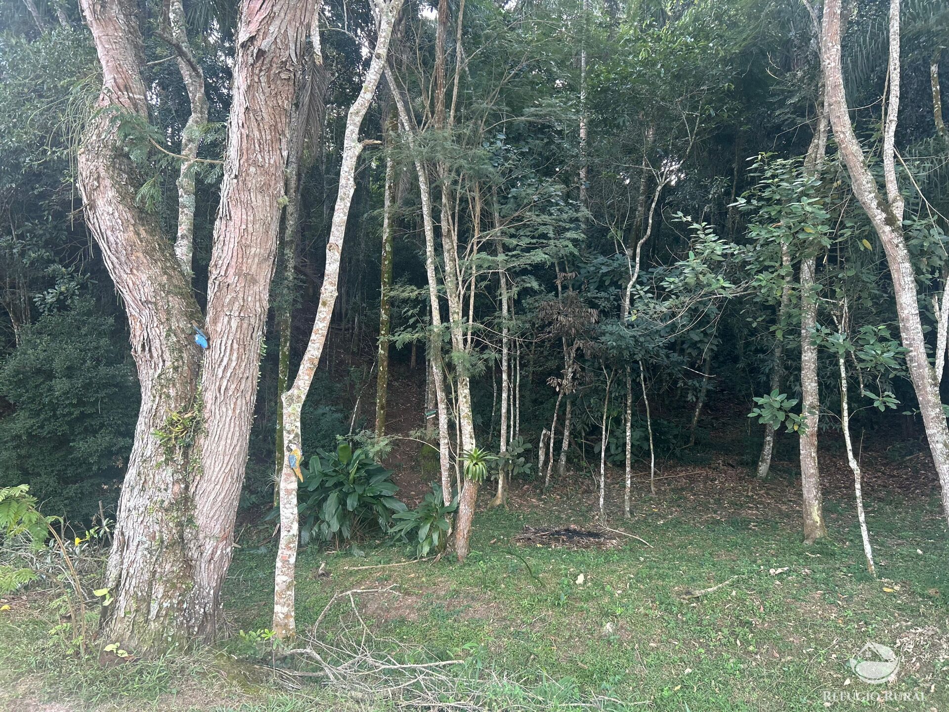 Sítio à venda com 4 quartos, 32000m² - Foto 17