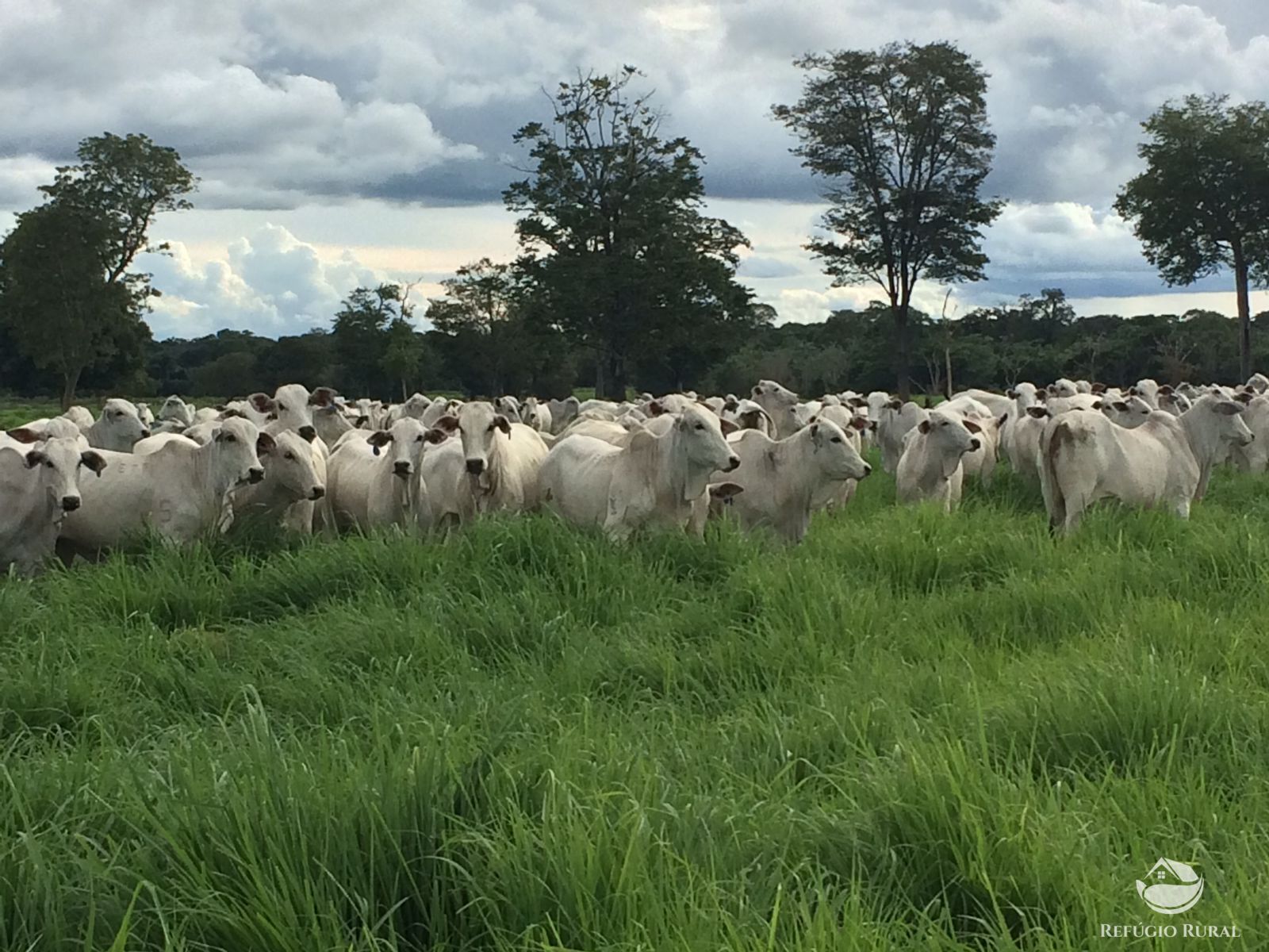 Fazenda à venda com 11 quartos, 48593600m² - Foto 4