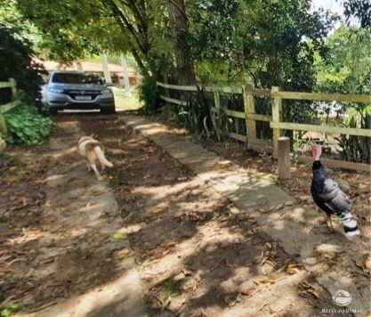 Fazenda à venda com 14 quartos, 121000m² - Foto 12