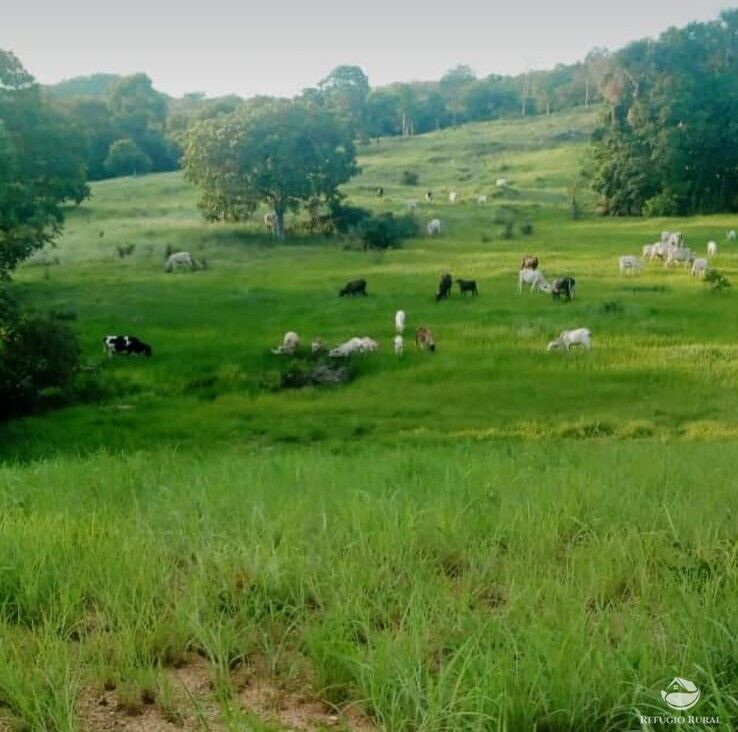 Fazenda, 252 hectares - Foto 2