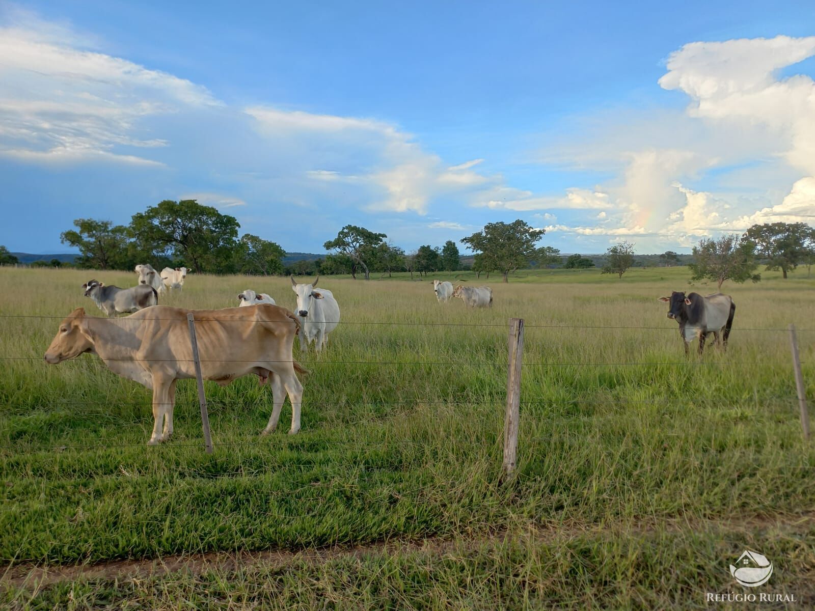 Fazenda à venda com 1 quarto, 1420000m² - Foto 7