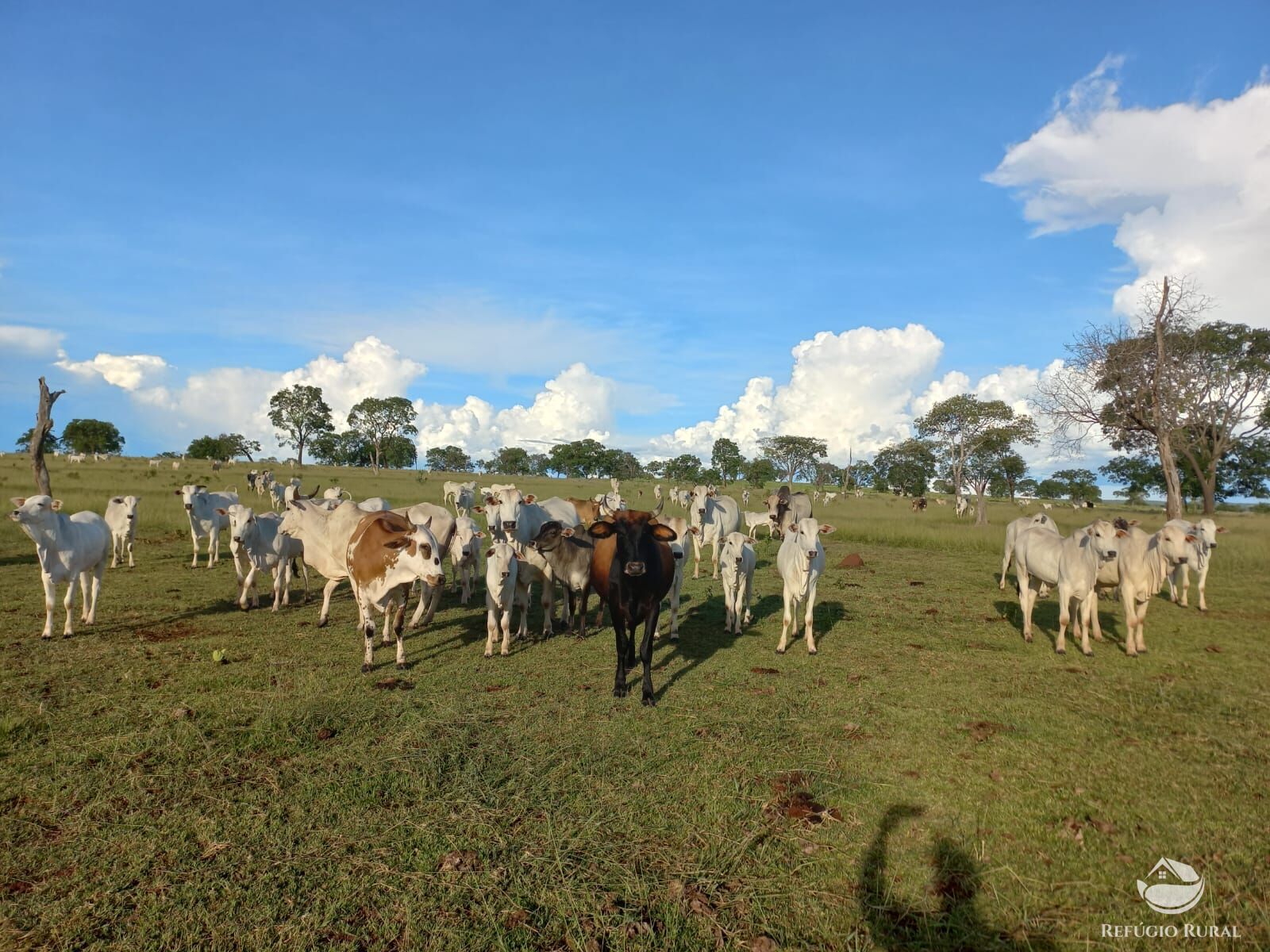 Fazenda à venda com 1 quarto, 1420000m² - Foto 4