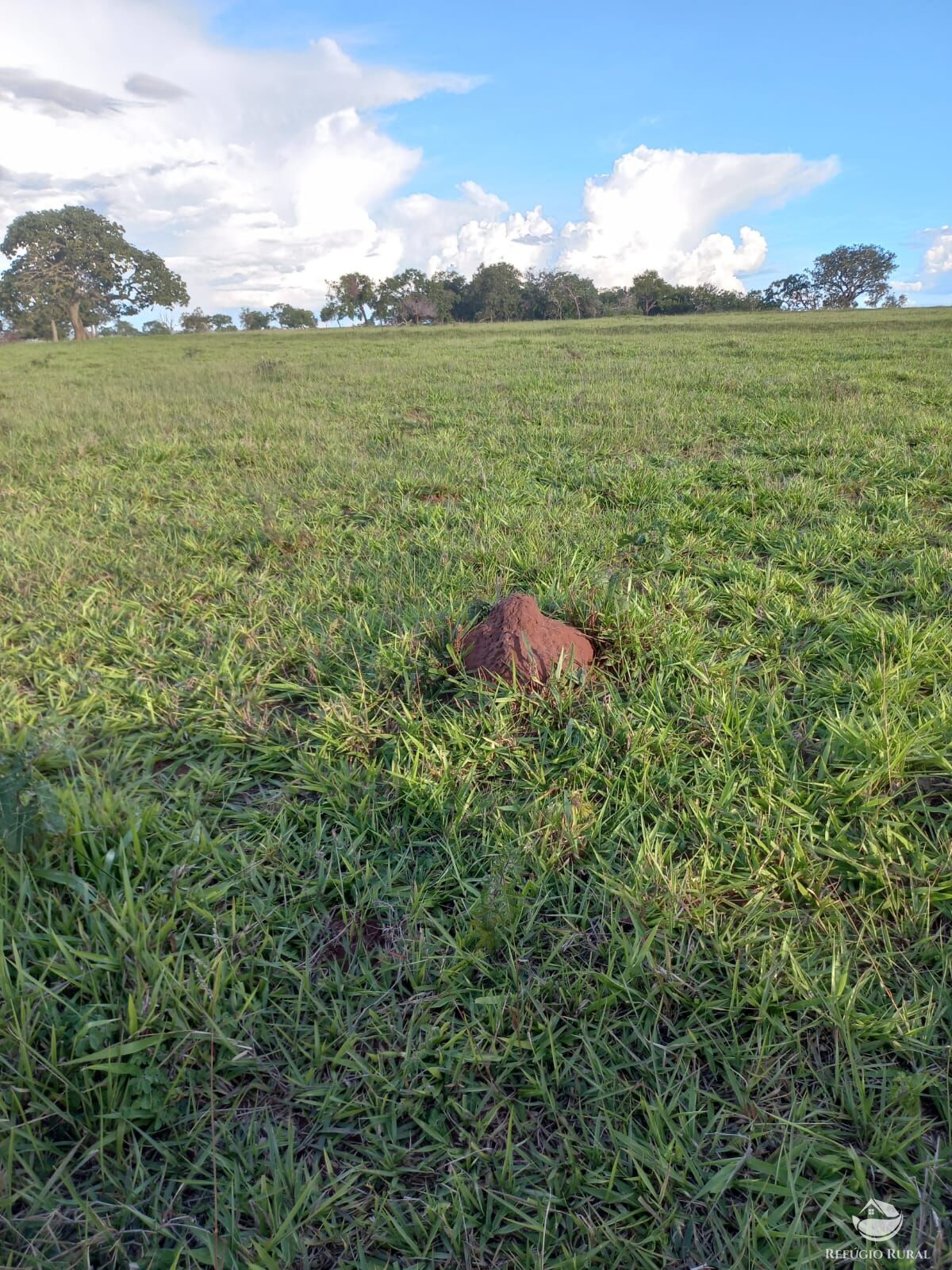 Fazenda à venda com 1 quarto, 1420000m² - Foto 6