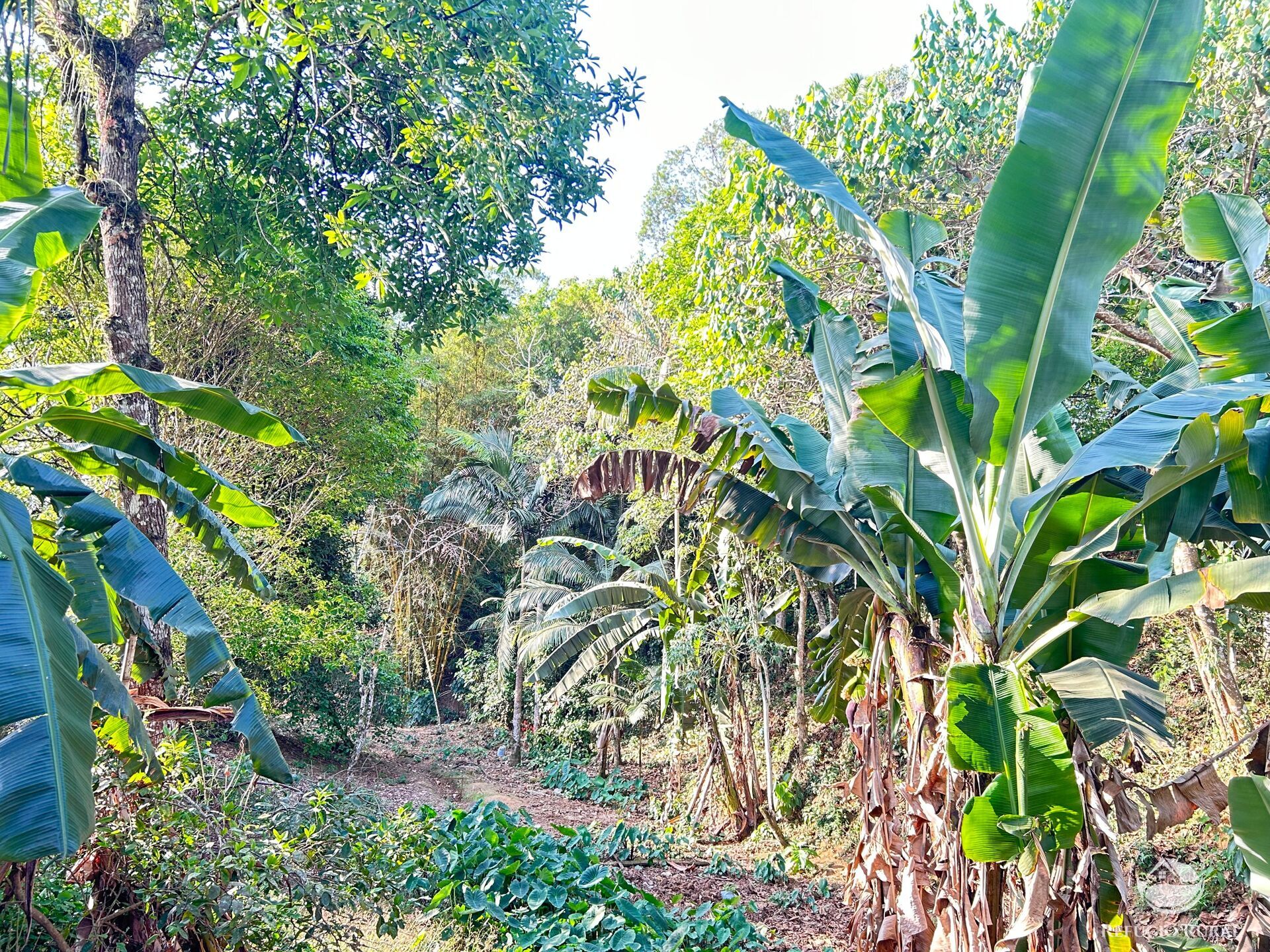 Fazenda à venda com 3 quartos, 2100m² - Foto 14