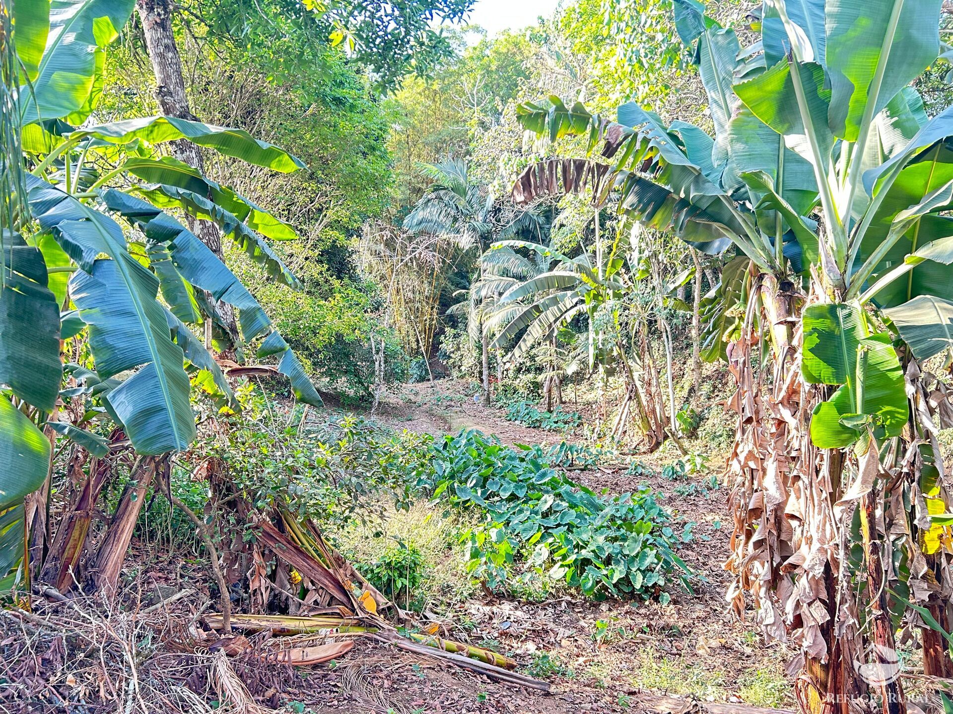 Fazenda à venda com 3 quartos, 2100m² - Foto 8