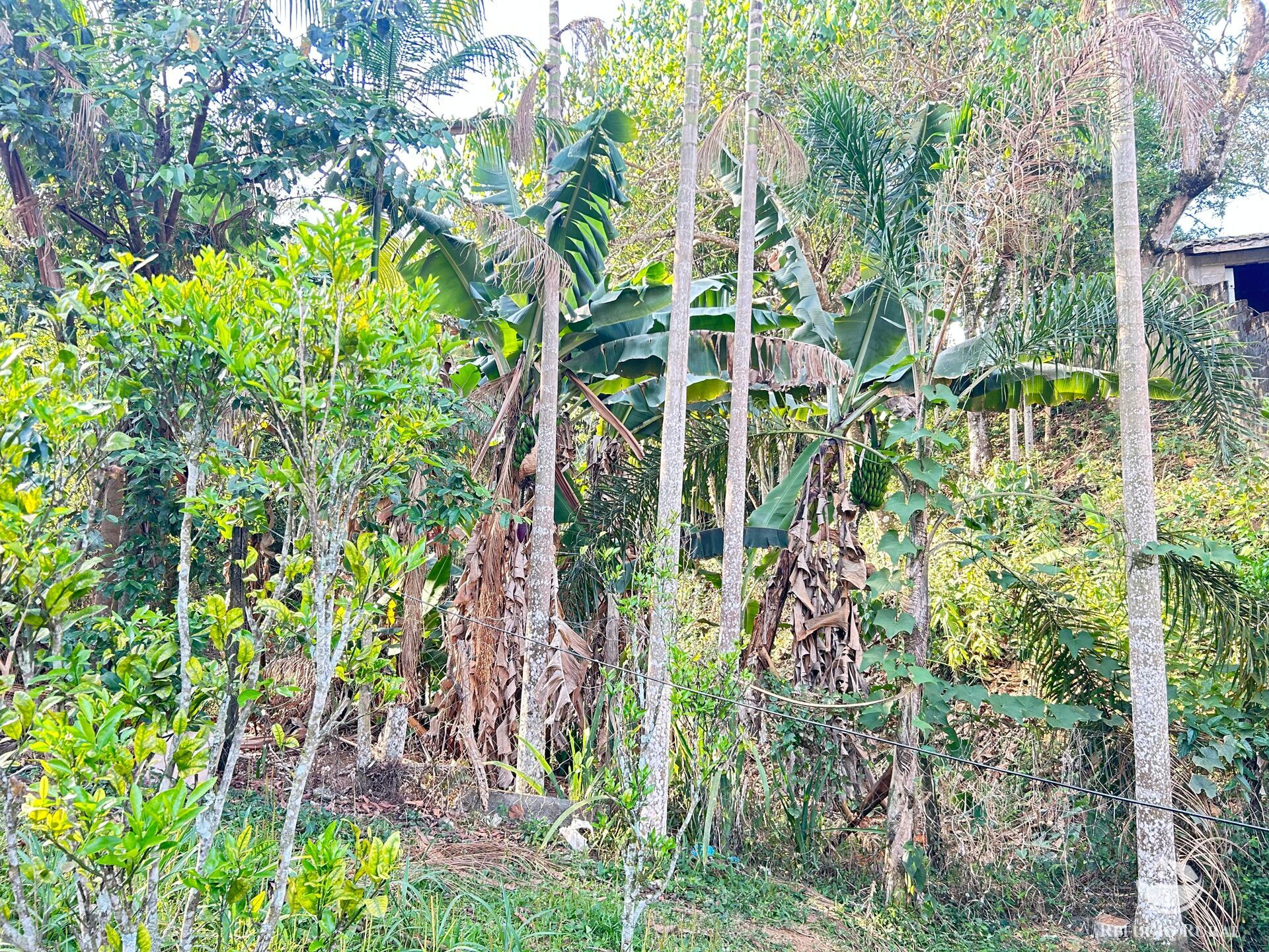 Fazenda à venda com 3 quartos, 2100m² - Foto 7