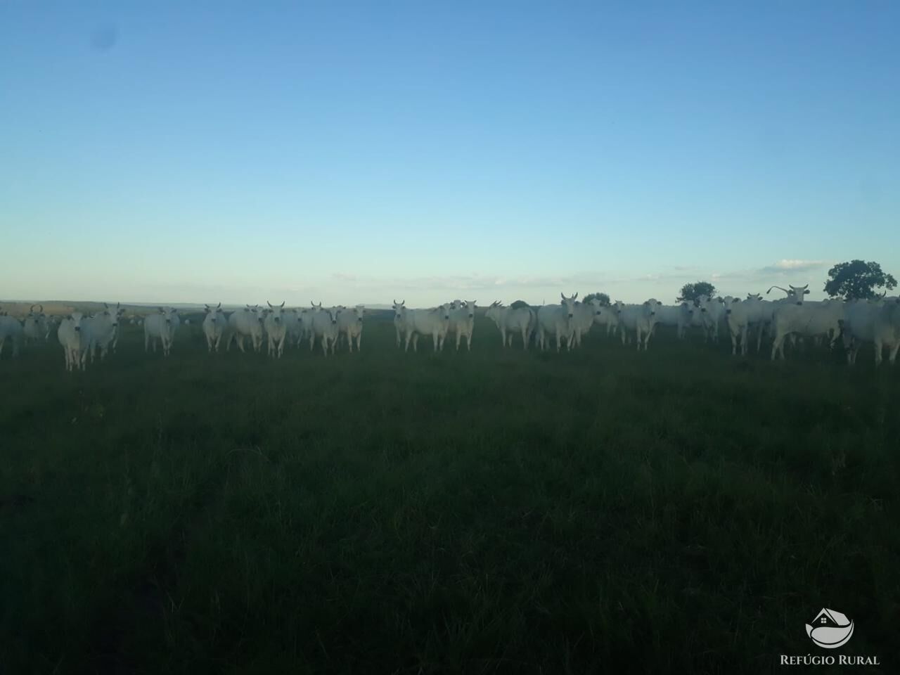 Fazenda, 1490 hectares - Foto 7