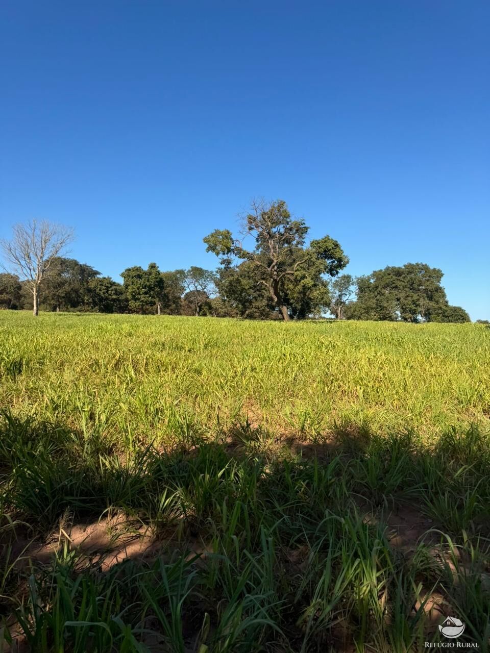 Fazenda, 1490 hectares - Foto 3