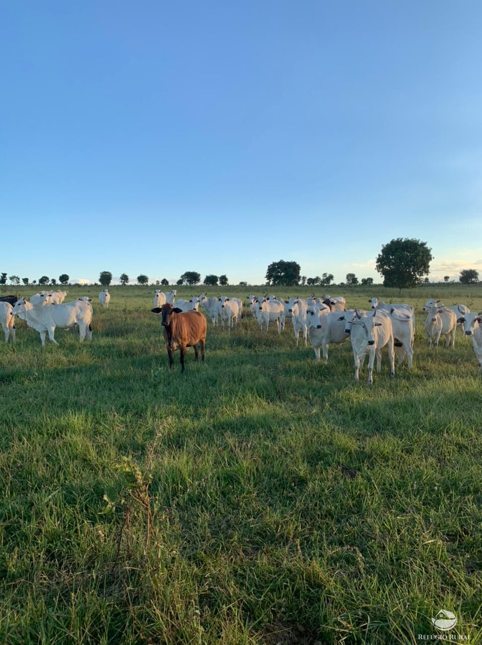 Fazenda, 1490 hectares - Foto 1
