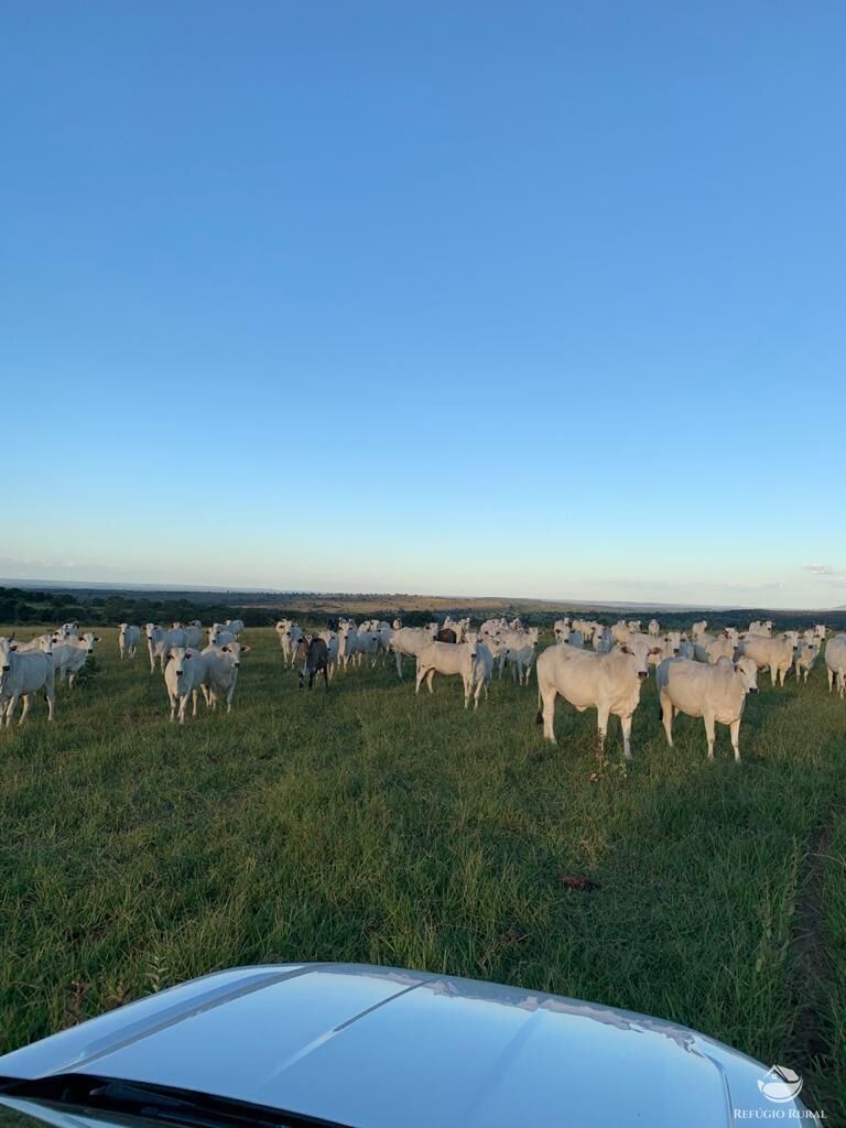 Fazenda, 1490 hectares - Foto 9