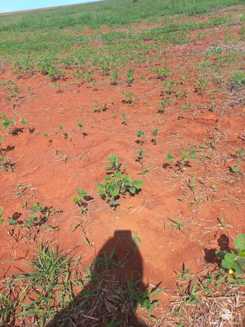 Fazenda à venda com 2 quartos, 18970000m² - Foto 13