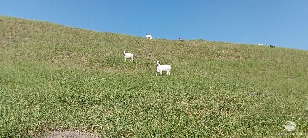 Fazenda, 725 hectares - Foto 30