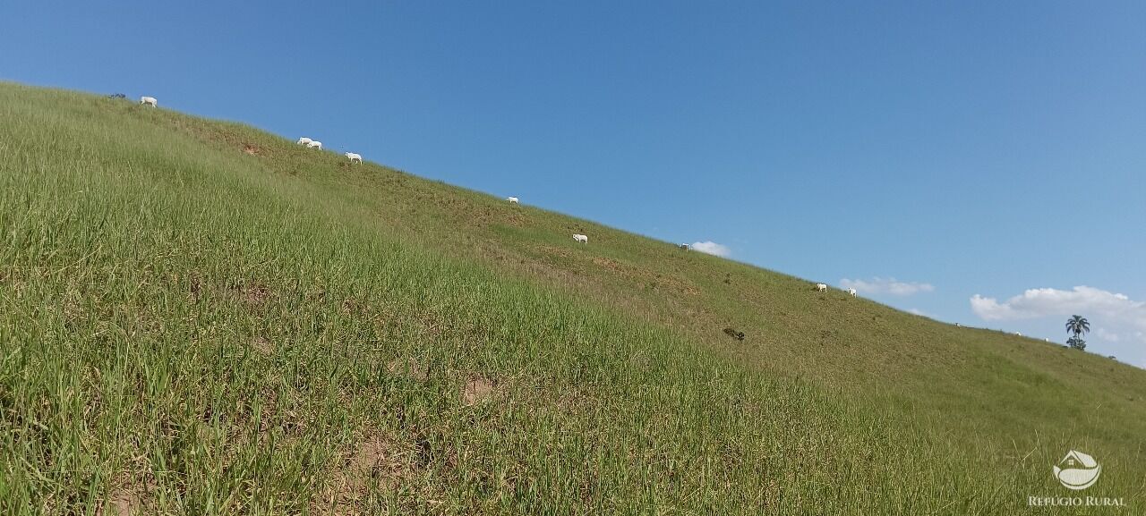 Fazenda, 725 hectares - Foto 29