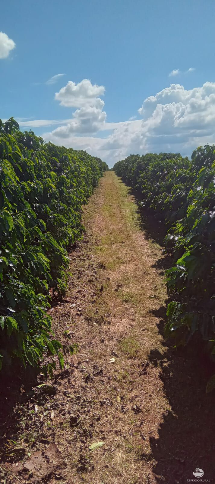 Fazenda à venda com 2 quartos, 774400m² - Foto 35