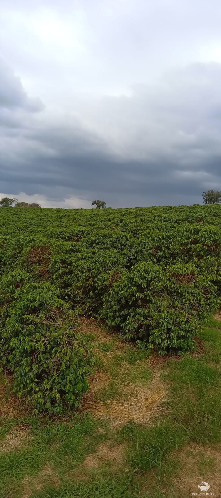 Fazenda à venda com 2 quartos, 774400m² - Foto 28