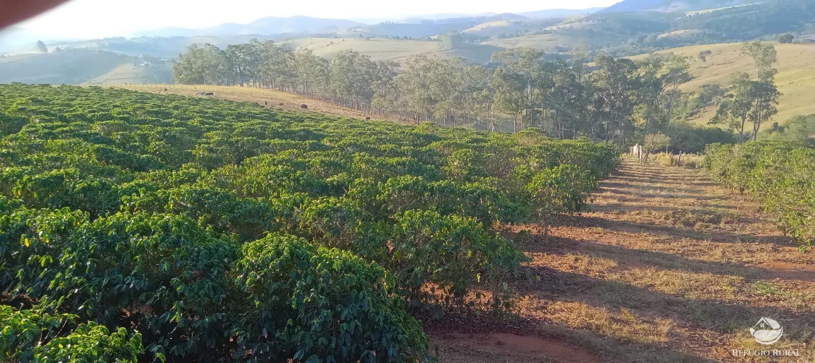 Fazenda à venda com 2 quartos, 774400m² - Foto 4