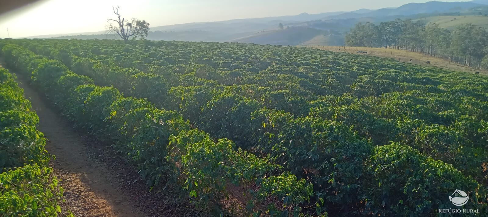 Fazenda à venda com 2 quartos, 774400m² - Foto 1