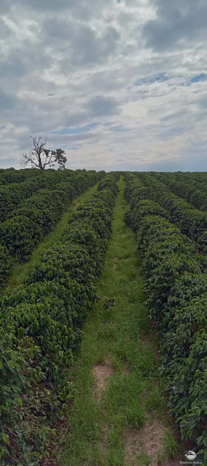 Fazenda à venda com 2 quartos, 774400m² - Foto 32