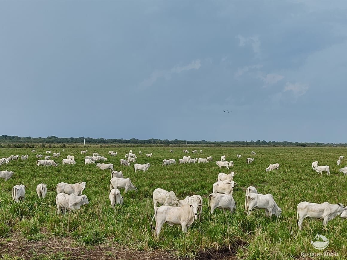 Fazenda à venda com 10 quartos, 52500000m² - Foto 1