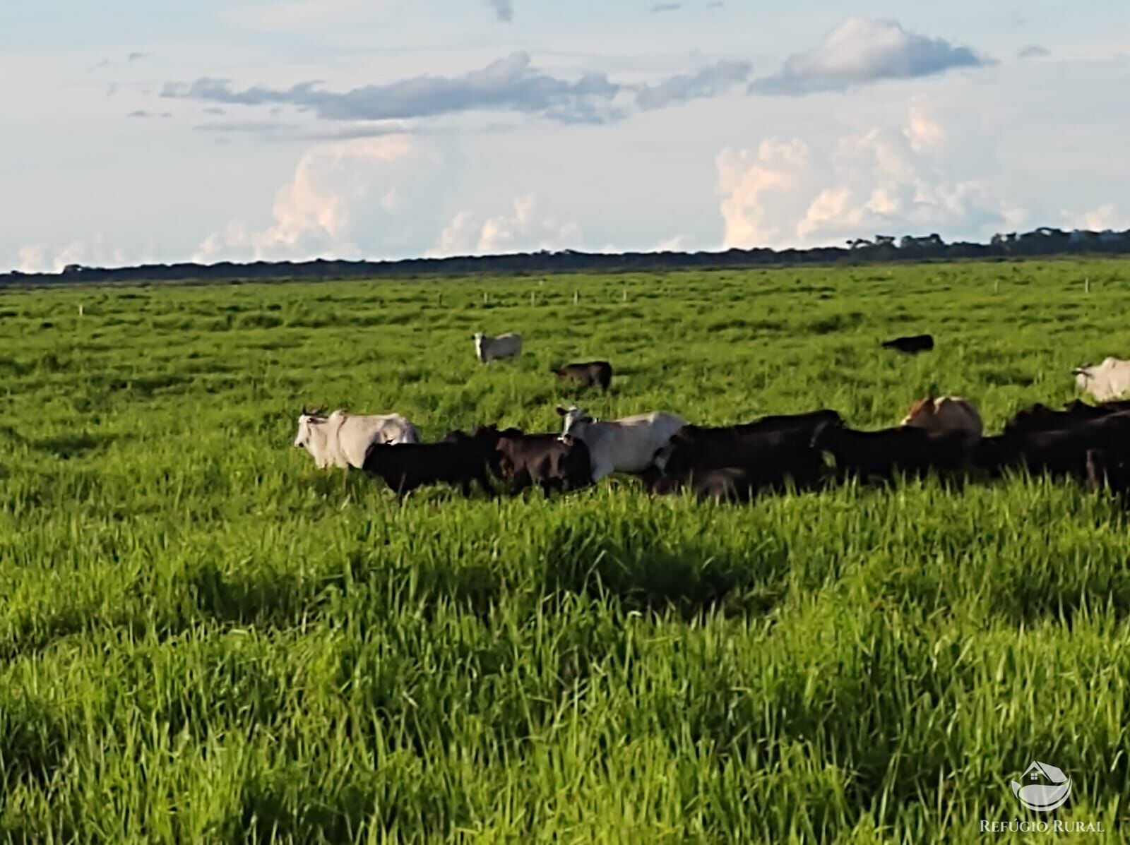 Fazenda à venda com 10 quartos, 52500000m² - Foto 7