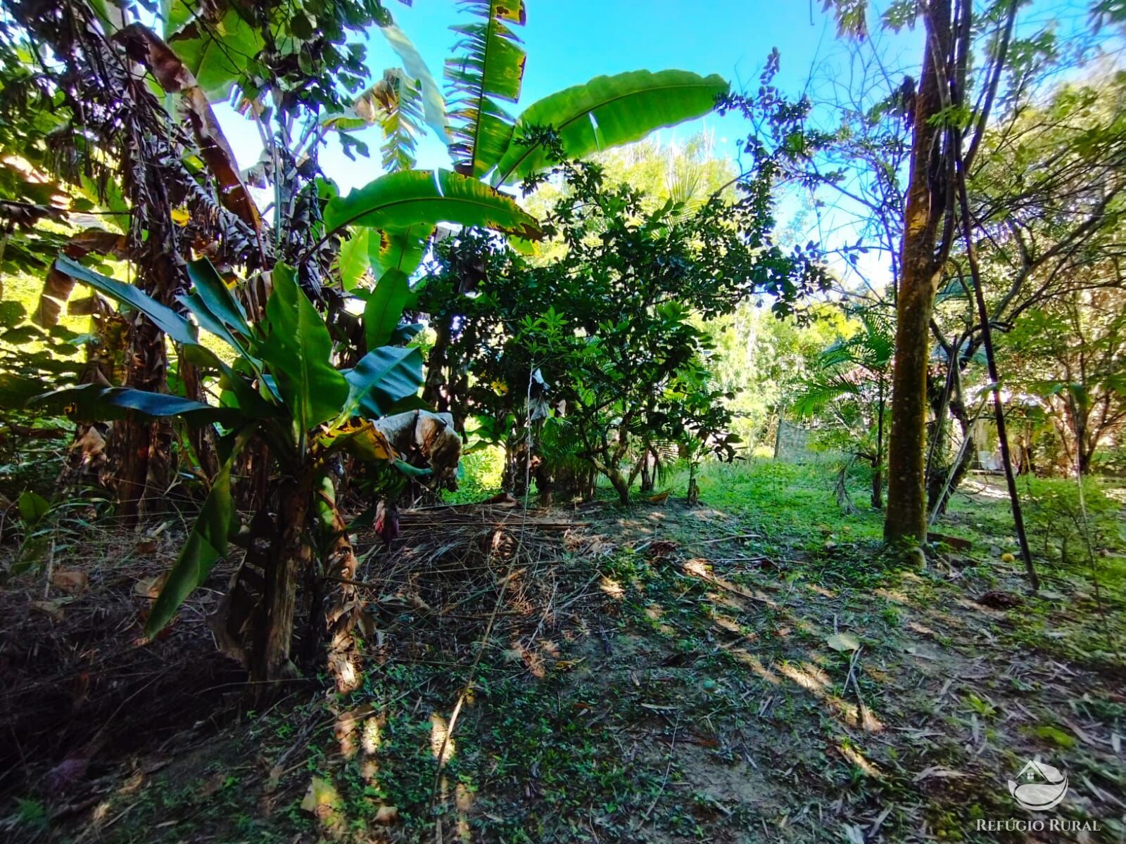 Fazenda à venda com 2 quartos, 121000m² - Foto 15