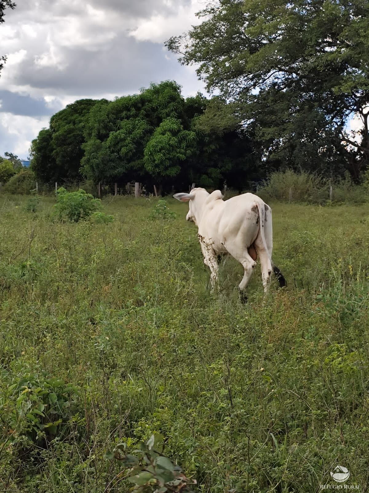 Fazenda à venda com 2 quartos, 9099200m² - Foto 47