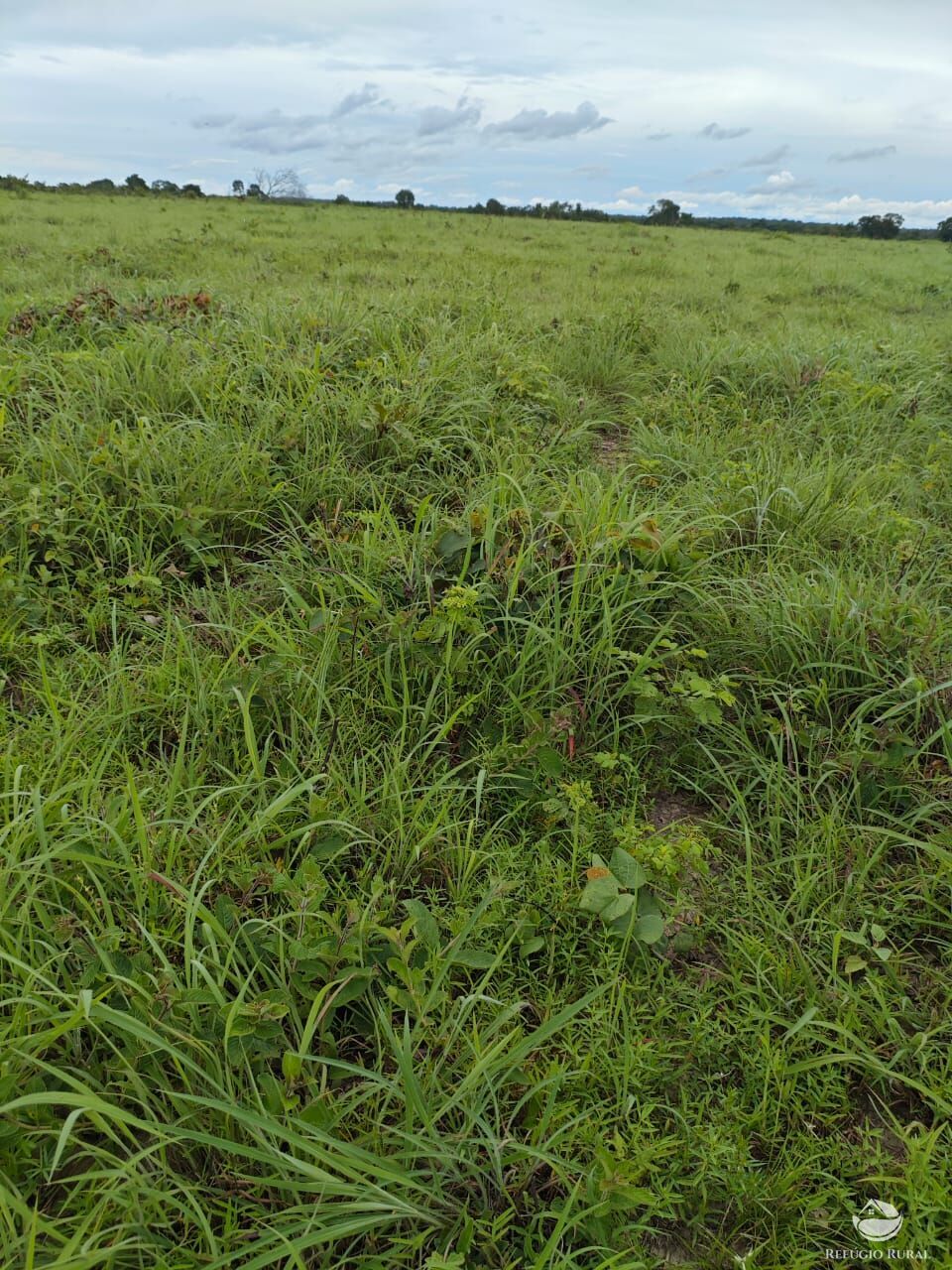Fazenda à venda com 2 quartos, 9099200m² - Foto 31