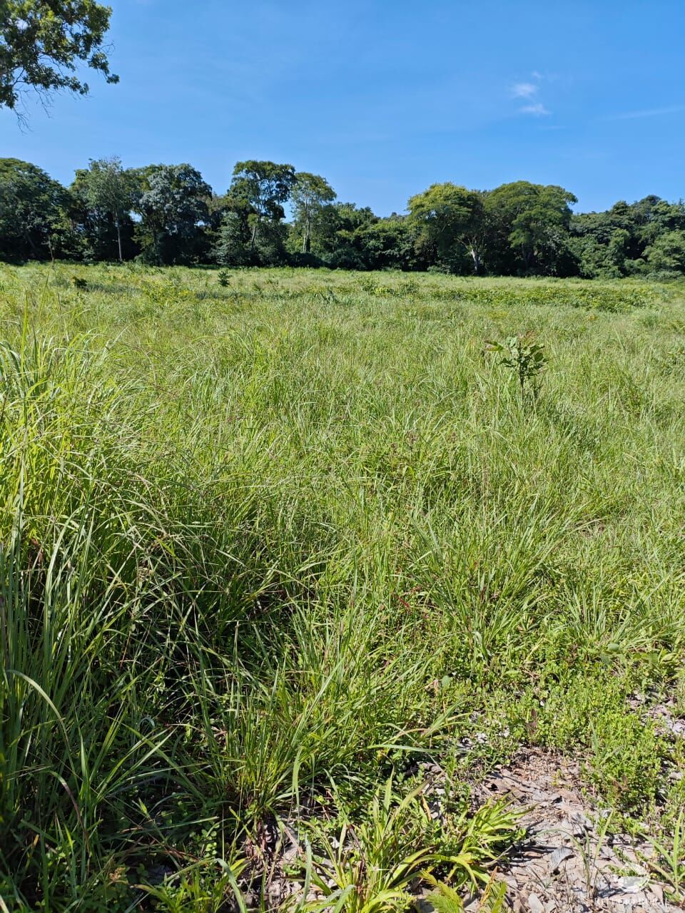 Fazenda à venda com 2 quartos, 9099200m² - Foto 4