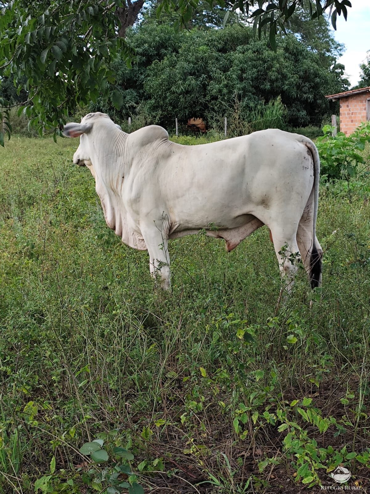 Fazenda à venda com 2 quartos, 9099200m² - Foto 2