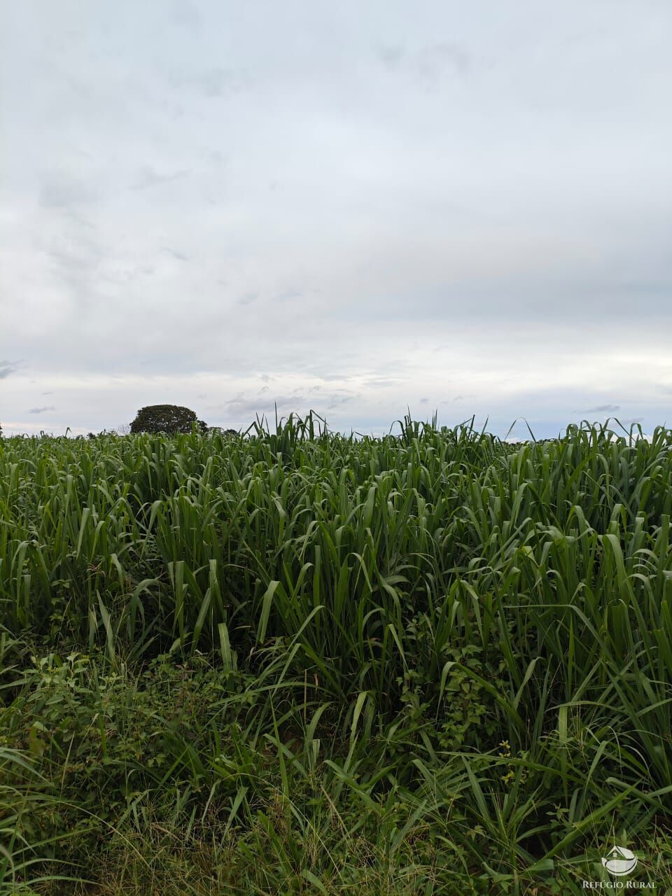 Fazenda à venda com 2 quartos, 9099200m² - Foto 32