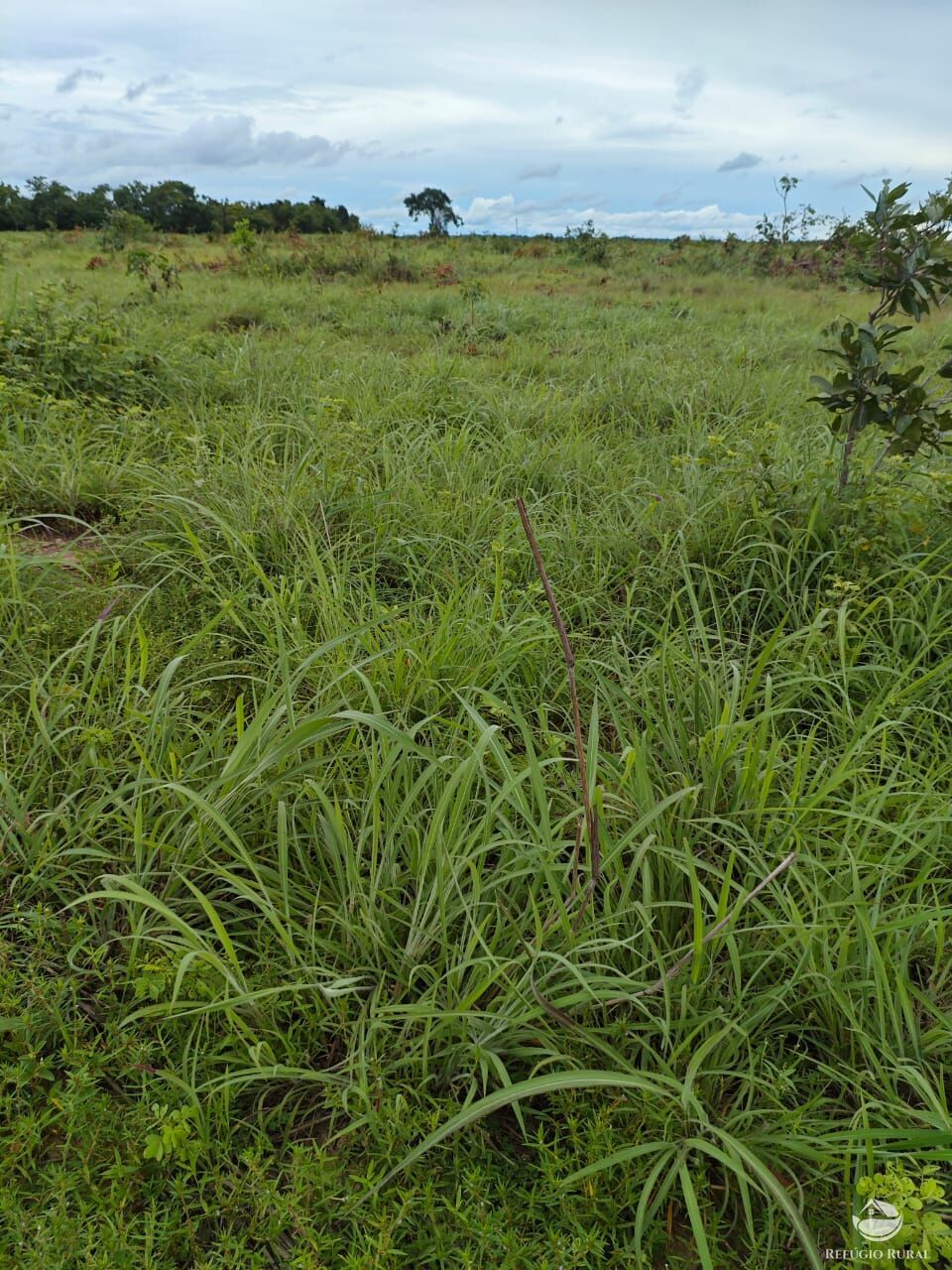 Fazenda à venda com 2 quartos, 9099200m² - Foto 24