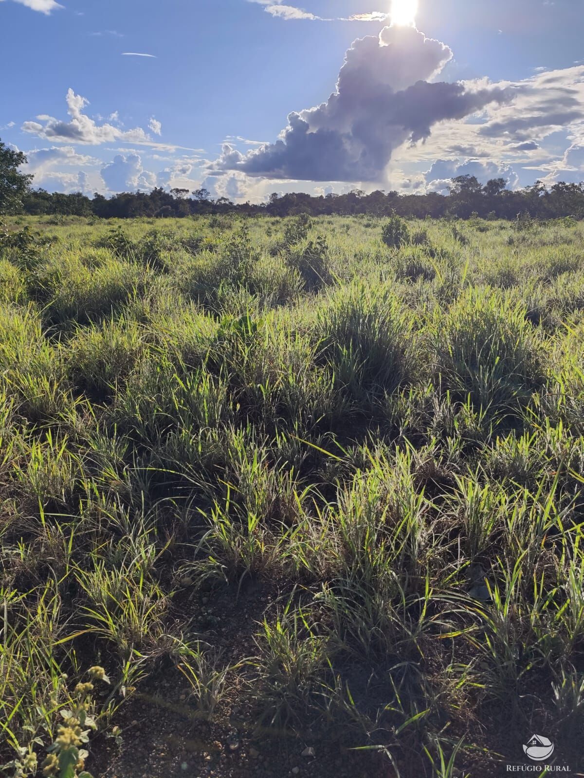 Fazenda à venda com 2 quartos, 9099200m² - Foto 8