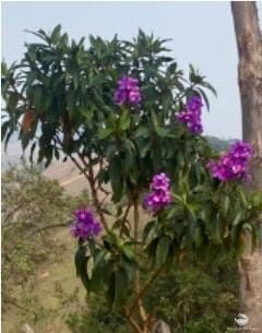 Fazenda, 47 hectares - Foto 4