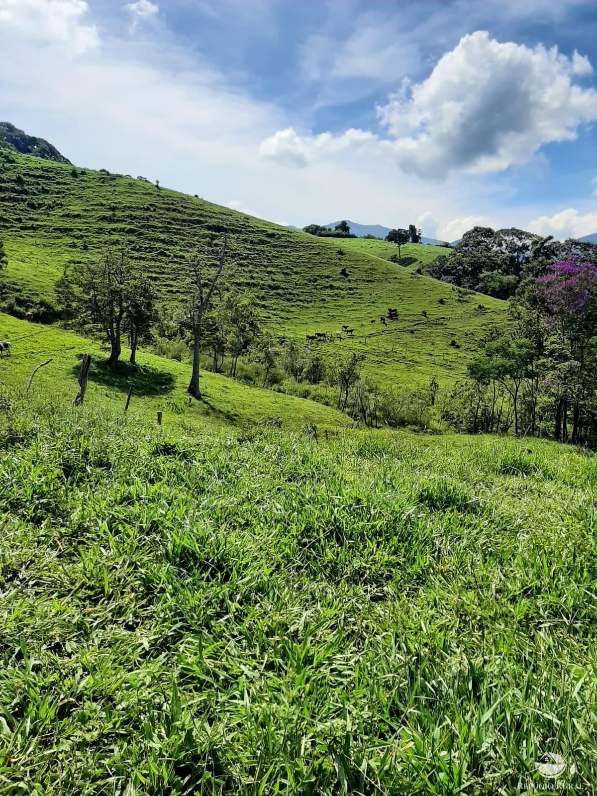 Fazenda à venda com 1 quarto, 670000m² - Foto 10