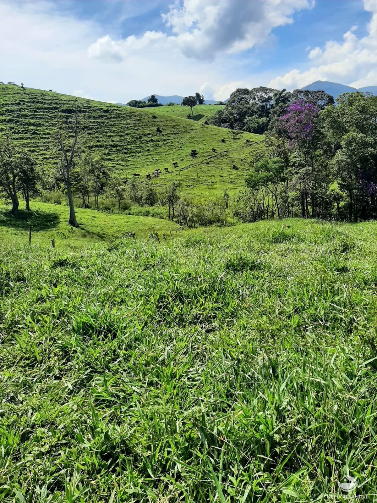 Fazenda à venda com 1 quarto, 670000m² - Foto 6