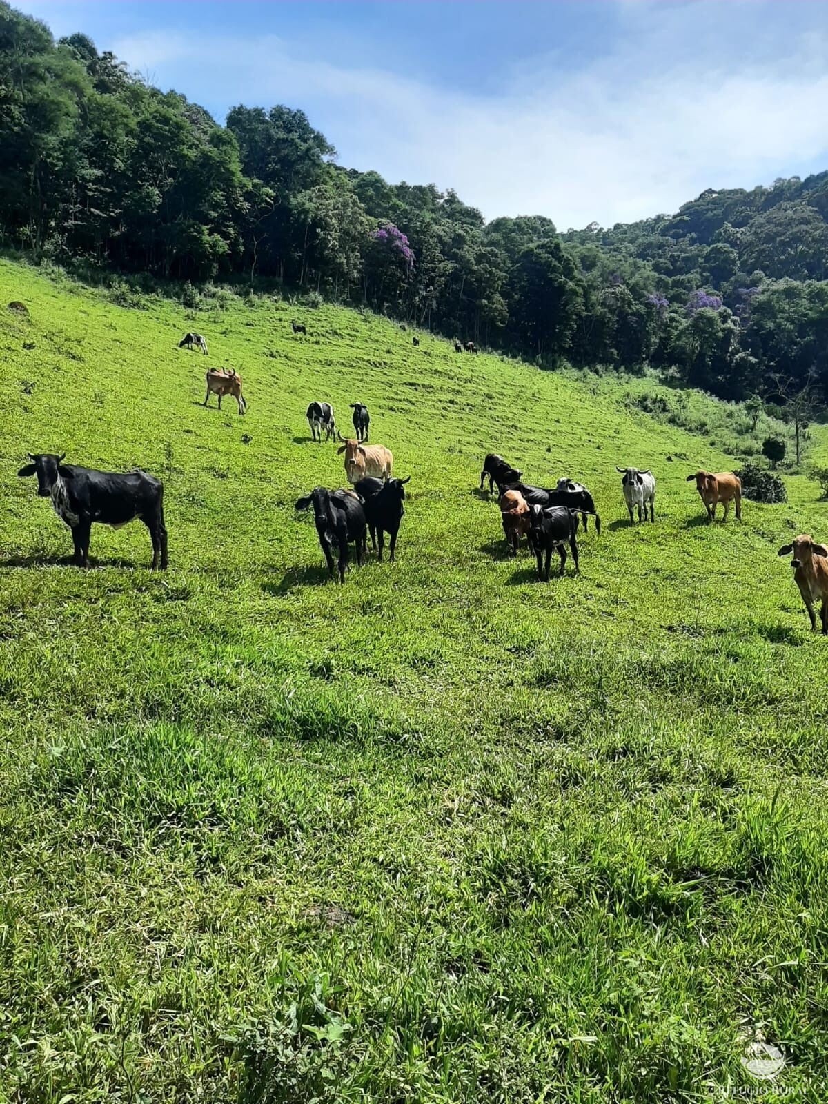 Fazenda à venda com 1 quarto, 670000m² - Foto 9