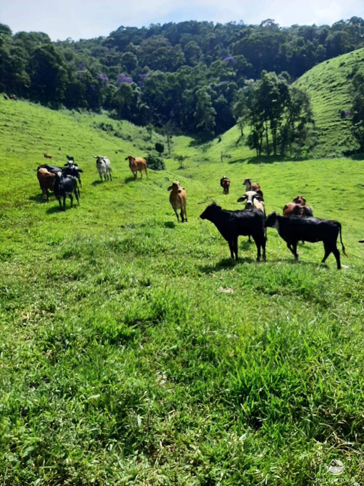 Fazenda à venda com 1 quarto, 670000m² - Foto 3