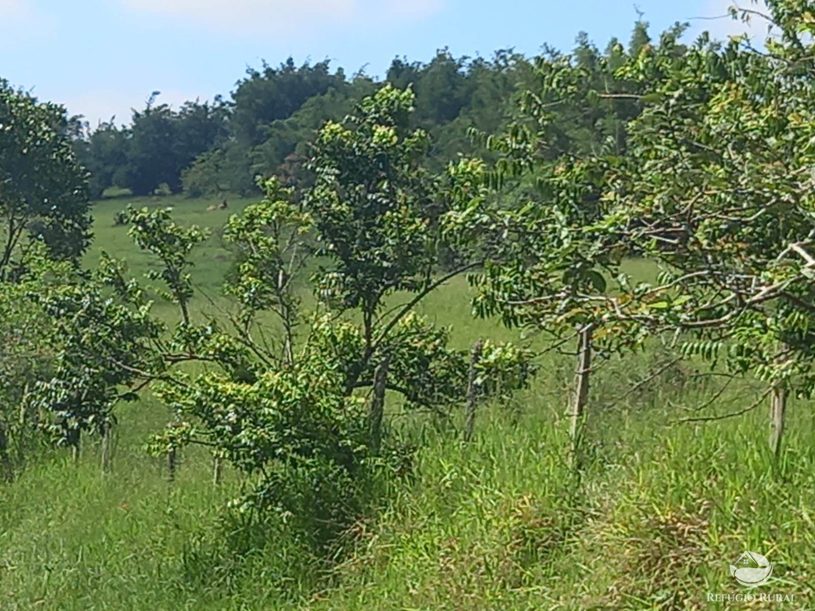 Fazenda à venda com 1 quarto, 2710400m² - Foto 9